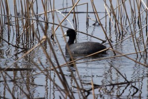 American Coot Bombay Hook NWR