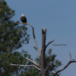 Bald Eagle Blackwater NWR There is a large nest in a cluster of trees at the end of the Wildlife Drive.