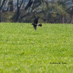 Northern Harrier After following directions to a Maryland Ornithological Society site at the end of Truitts Landing Rd. (I never made it to the site due to poor signing and no trespassing signs.) I first saw a head sticking up in the grass. When I stopped my car and waited he took off. I'm still disappointed that the photo series is not in focus, but the identifying marks are clear.