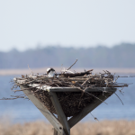 Osprey Blackwater NWR Several breeding pairs have nested on the platforms near the end of the wildlife drive.