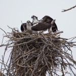 Osprey Prime Hook NWR