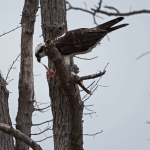 Osprey Prime Hook NWR Prime Hook Road