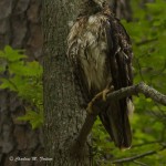 Red-tailed Hawk Blackwater NWR - Jul. 2014 Perched in a tree approx. 3-4 meters from the ground close to the road.