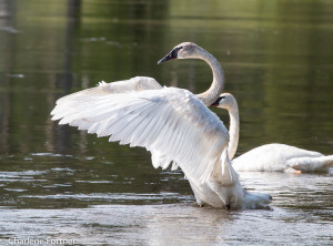 Trumpeter Swan Yellowstone NP June 2015