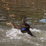 American Black Duck, captive Sylvan Heights Bird Park, Scotland Neck, NC Nov. 2014