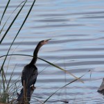 Anhinga Middleton Place Charleston, SC; Dec. 2013