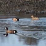 Blue-winged Teal Prime Hook NWR, Off the Dike Trail