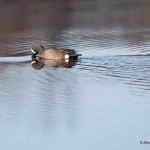 Blue-winged Teal Prime Hook NWR, Off the Dike Trail