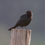 Brewer's Blackbird Grand Tetons NP June 2015