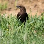 Brown-headed Cowbird Pee Dee NWR - June 2014