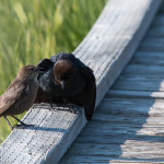 Brown-headed Cowbird Yellowstone NP - Jun. 2015