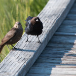 Brown-headed Cowbird Yellowstone NP - Jun. 2015