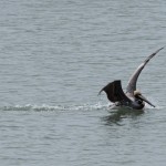 Brown Pelican Kiptopeke State Park