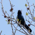 Common Grackle Bombay Hook NWR