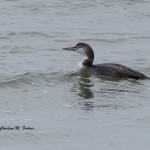 Common Loon Indian River Inlet Dec. 2014