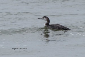 Common Loon Indian River Inlet Dec. 2014