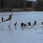 Double Crested Cormorant Middleton Place, Charleston, SC - Dec. 2013