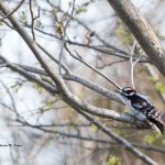 Downy Woodpecker Blackwater NWR