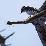 Downy Woodpecker Burton's Island, Delaware Seashore State Park