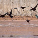 Glossy Ibis Large flock spotted in the mid-morning off the Marsh Trail in the Wildlife Loop. April 21, 2014 The dark color and iridescence made for very tricky metering. Admittedly, I did not get it right and hope to have more practice in the future!