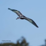 Glossy Ibis Large flock spotted in the mid-morning off the Marsh Trail in the Wildlife Loop. April 21, 2014