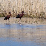 Glossy Ibis Large flock spotted in the mid-morning off the Marsh Trail in the Wildlife Loop. April 21, 2014