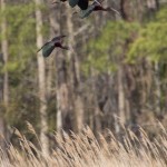 Glossy Ibis Large flock spotted in the mid-morning off the Marsh Trail in the Wildlife Loop. April 21, 2014