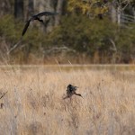 Glossy Ibis Large flock spotted in the mid-morning off the Marsh Trail in the Wildlife Loop. April 21, 2014 One of my favorites. Reminds me of leap frog.