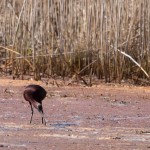 Glossy Ibis Large flock spotted in the mid-morning off the Marsh Trail in the Wildlife Loop. April 21, 2014