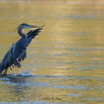 Great Blue Heron High Rock Dam, Rowan County, NC