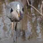 Great Blue Heron Blackwater NWR