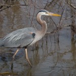 Great Blue Heron Blackwater NWR