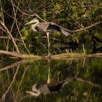 Great Blue Heron Pee Dee NWR - June 2014