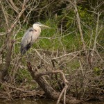 Great Blue Heron Blackwater NWR - Jul. 2014