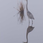 Great Blue Heron Blackwater NWR Dec. 2014