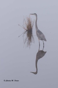 Great Blue Heron Blackwater NWR Dec. 2014