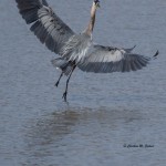 Great Blue Heron Bombay Hook NWR