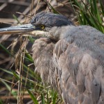 Great Blue Heron Bombay Hook NWR This bird was very close to the road, the turn-off before the Allee House. We were able to approach with the car within 15'. Juvenile, black upper bill and black plume.