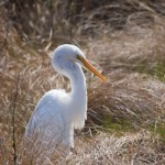 Great Egret Chincoteague NWR Swans Cove Pool