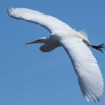 Great Egret Chincoteague NWR Swans Cove Pool