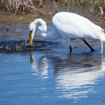 Great Egret Chincoteague NWR Swans Cove Pool