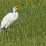 Great Egret Pee Dee NWR - Aug. 2014