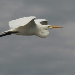 Great Egret Charleston Harbor, aboard the Fort Sumter ferry. This particular egret had a tracking device along its back, visible on the down-stroke. 