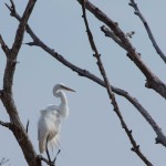 Great Egret Bombay Hook NWR