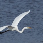 Great Egret Blackwater NWR