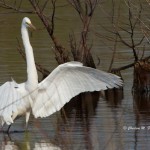 Great Egret Blackwater NWR