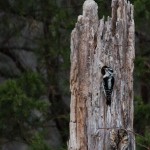 Unknown ID Hairy or Downy Woodpecker Mocksville, NC