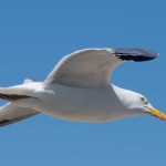 Herring Gull Northern viewpoint before entering the Chesapeake Bay Bridge-Tunnel. One of my best gull photos.