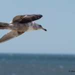 Herring Gull Northern viewpoint before entering the Chesapeake Bay Bridge-Tunnel.