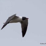 Laughing Gull Eastern Shore of Virginia NWR